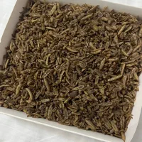 فروش لارو برای دام و طیور