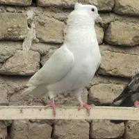 کفترسفیدتهرانی|پرنده|تهران, شهرک رضویه|دیوار