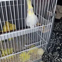 فروش عروس هلندی