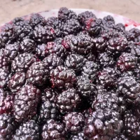 شاه توت