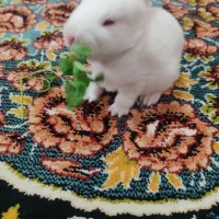 خرگوش نر و ماده پخته با دوبچه خرگوش