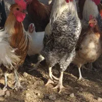 فروش مرغ ،خروس