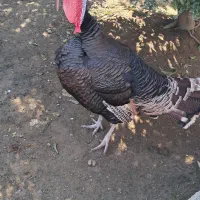 بوقلمون نر محلی برنز