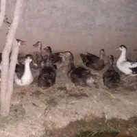 فروش اردک چاق کشتاری