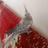 یک عدد عروس هلندی ماده