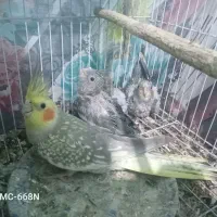 یک جفت عروس هلندی با3جوجه