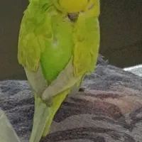پرنده گم شده