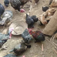 مرغ و بوقلمون|حیوانات مزرعه|رضویه, |دیوار