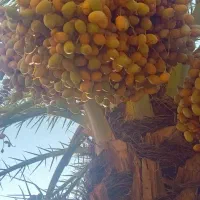 انواع رطب و خرما برحی وغیره