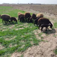 ۹عدد میش بره دار ...