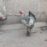 مرغ و خروس برهما جوان|حیوانات مزرعه|پاکدشت, پاکدشت (مامازند)|دیوار