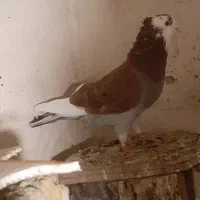 کبوتر تهرانی هواخور شب گرفتنی ۱۵ عدد