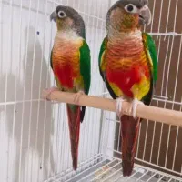 جوجه گرنچیک تازه دونخور