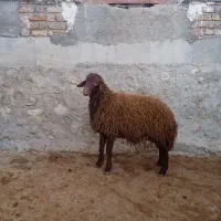 قوچ|حیوانات مزرعه|کوهدشت, |دیوار