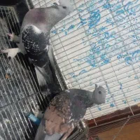 جفت کبوتر|پرنده|یاسوج, |دیوار