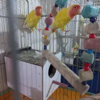 ی جفت برزیلی|پرنده|شوشتر, |دیوار