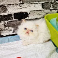 بچه گربه پرشین سوپرفلت سفید چشم آبی