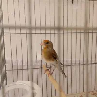 جوجه سال متولد قفس