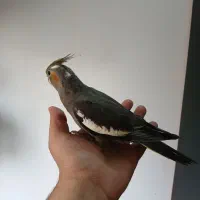 عروس هلندی فول دستی