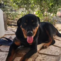 واگذاری توله سگ دو رگه روتوایلر|سگ|صوفیان, |دیوار