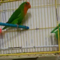 طوطی برزیلی.مرغ عشق.فنچ