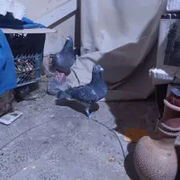 ده جفت  پلاکی مسافتی مولد شرطی،مخصوص مسابقات وجاده