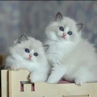 مجموعه گربه های اصیل و خونگی