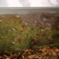 ماهی گوپی دانه 40هزار