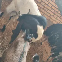 بز نر|حیوانات مزرعه|خرمشهر, |دیوار