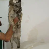 سگ خانگی زیبا