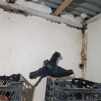 کبوتر جفتگاه رنگه کربلایی و آلمانی|پرنده|مشهد, ابوذر|دیوار