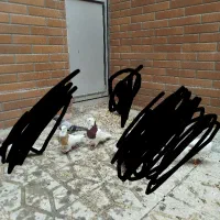 نرطوق سرخ خال سیاه بی کاکل