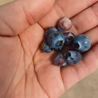 نهال بلوبری دوک|خدمات باغبانی و درختکاری|مریوان, |دیوار