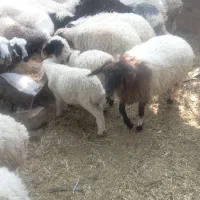 5 تا نر بره گوشتی|حیوانات مزرعه|کرمان, |دیوار