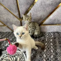 گربه بریتیش