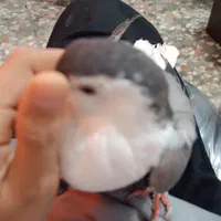 کفتر|پرنده|اصفهان, پرتمان|دیوار