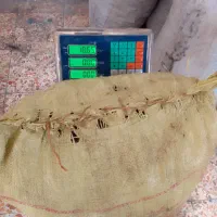 درامی هستن نوع با وزن تقریبی