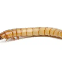 تولید و فروش میلورم