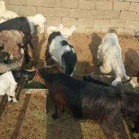 بزچاق درجه 1وکهره|حیوانات مزرعه|دوگنبدان, |دیوار