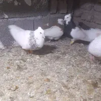 پرنده کبوتر یا کفتر|پرنده|قزوین, |دیوار