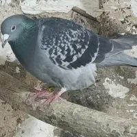 کبوتر نر پلاکی