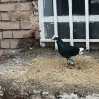 2 عدد نر ماده آلمانی.. مینا سیاه کرمونی قلدر..