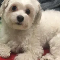 واگذاری سگ شیتزو تریر