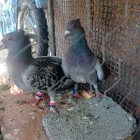 کوهی کاکولی پلاکی|پرنده|خفر, |دیوار