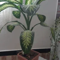 گل بزرگ وشاداب|گل و گیاه طبیعی|پیرانشهر, |دیوار