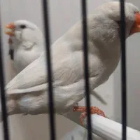 تعدادی فنج انگلیسی واورنج اروپایی|پرنده|خمینیشهر, |دیوار