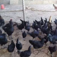 مرغ‌سیاه‌شادگان