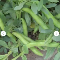 فروش و اجاره  «باقلا» توافقی