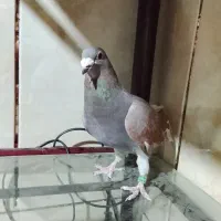 کبوتر مسافتی فروشی