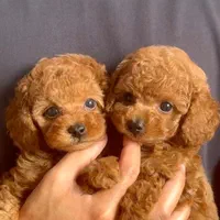 توله سگ پودل